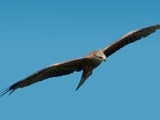 Golden bird photo aquila Eagle Milvus_migrans_in_flight_Schwarzwald