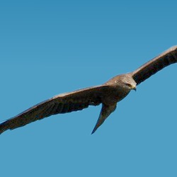 Golden bird photo aquila Eagle Milvus_migrans_in_flight_Schwarzwald