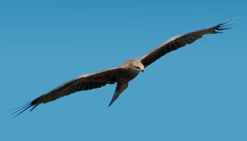 Golden bird photo aquila Eagle Milvus_migrans_in_flight_Schwarzwald