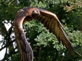 Golden photo Eagle bird aquila Golden_Eagle_in_flight_-_6