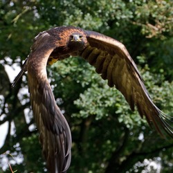 Golden photo Eagle bird aquila Golden_Eagle_in_flight_-_6