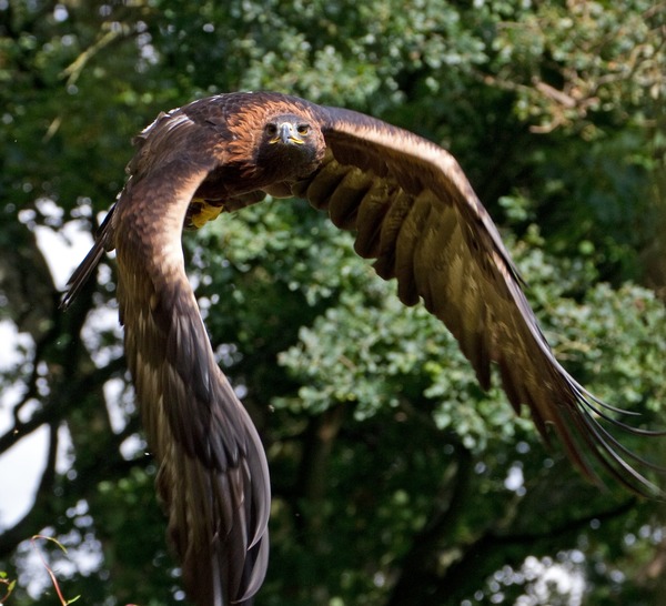 Golden photo Eagle bird aquila Golden_Eagle_in_flight_-_6