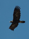 Golden photo bird Eagle aquila Golden_Eagle_in_flight_-_3