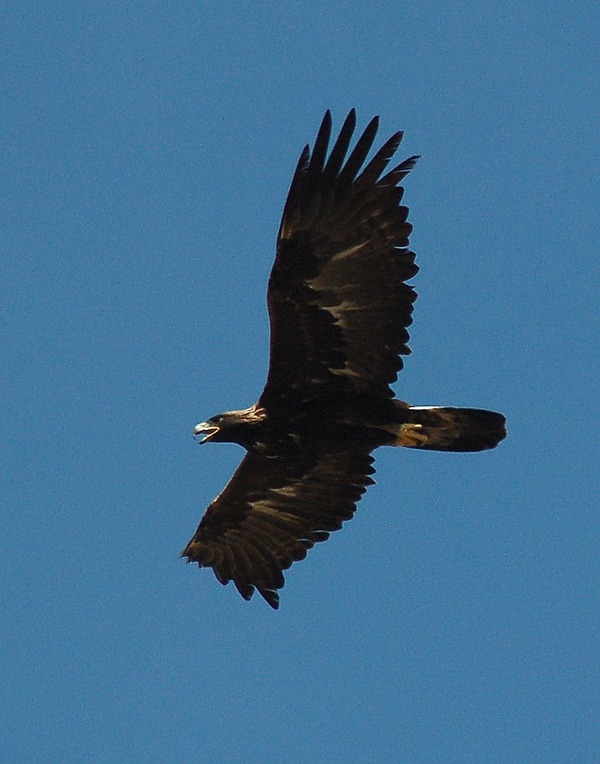 Golden photo bird Eagle aquila Golden_Eagle_in_flight_-_3