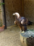 Golden photo bird aquila Eagle Aquila_chrysaetos_-Cotswold_Falconry_Centre,_near_Moreton-in-Marsh,_England-8a