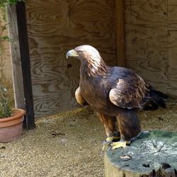 Golden photo bird aquila Eagle Aquila_chrysaetos_-Cotswold_Falconry_Centre,_near_Moreton-in-Marsh,_England-8a