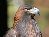 aquila Eagle bird photo Golden Golden_Eagle_RWD1