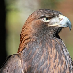 aquila Eagle bird photo Golden Golden_Eagle_RWD1