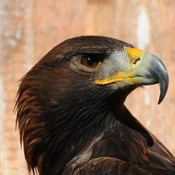 aquila Eagle photo Golden bird Steinadler,_Aquila_chrysaetos_03