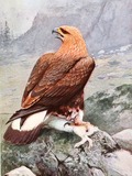 aquila Eagle photo bird Golden GoldenEagleBrehm