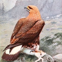 aquila Eagle photo bird Golden GoldenEagleBrehm