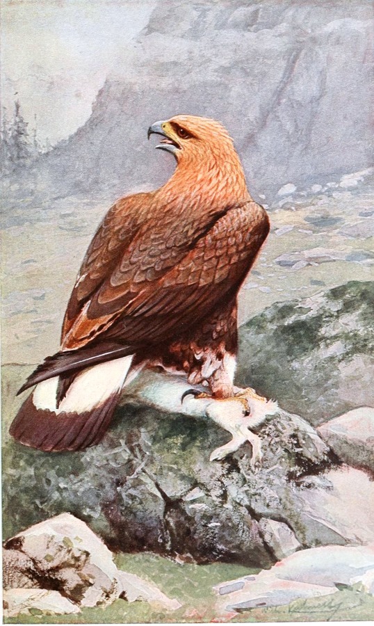 aquila Eagle photo bird Golden GoldenEagleBrehm