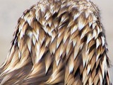 aquila Golden Eagle bird photo Golden_Eagle_head_from_behind