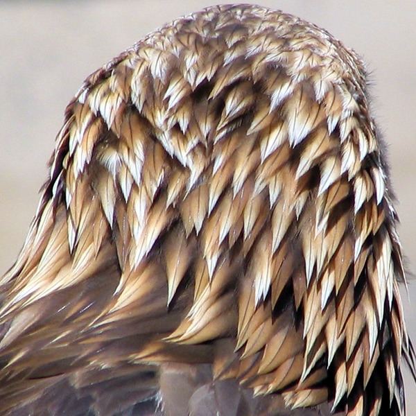 aquila Golden Eagle bird photo Golden_Eagle_head_from_behind