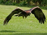 aquila Golden Eagle photo bird Golden_Eagle_11a_(6026732299)