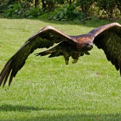 aquila Golden Eagle photo bird Golden_Eagle_11a_(6026732299)