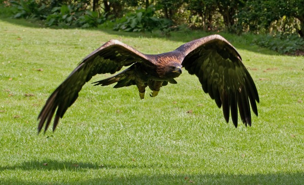 aquila Golden Eagle photo bird Golden_Eagle_11a_(6026732299)