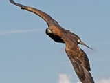 aquila Golden bird photo Eagle Golden_Eagle_in_flight_-_2