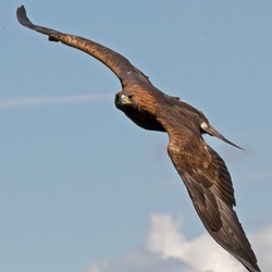 aquila Golden bird photo Eagle Golden_Eagle_in_flight_-_2