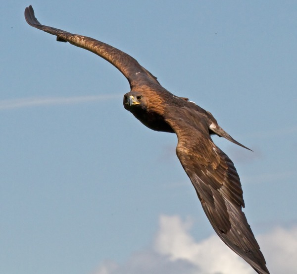 aquila Golden bird photo Eagle Golden_Eagle_in_flight_-_2