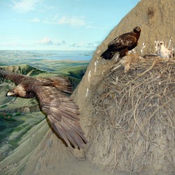 aquila Golden bird photo Eagle Golden_eagle_-_nest_scene_reconsitution