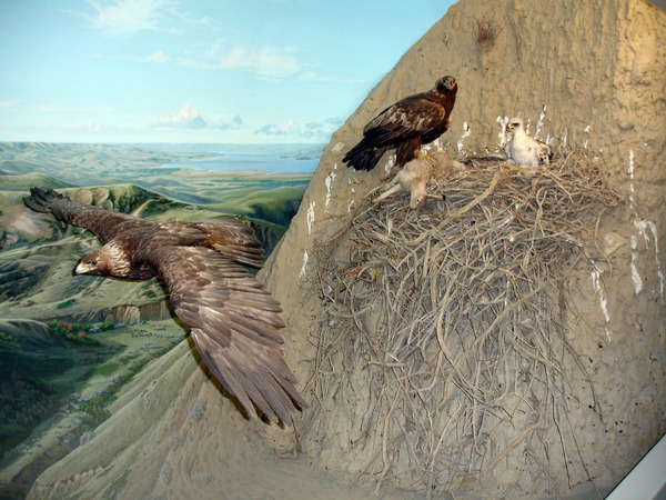 aquila Golden bird photo Eagle Golden_eagle_-_nest_scene_reconsitution