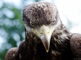aquila Golden photo bird Eagle Golden_eagle_portrait