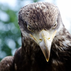 aquila Golden photo bird Eagle Golden_eagle_portrait