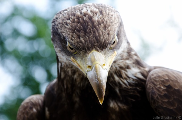 aquila Golden photo bird Eagle Golden_eagle_portrait