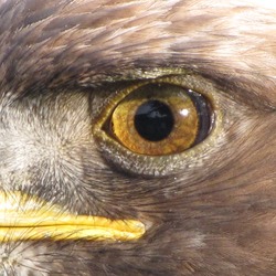 aquila bird Eagle Golden photo Golden_Eagle_eye