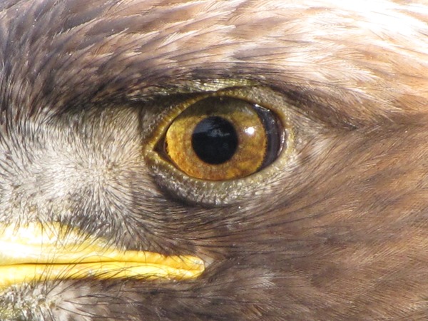 aquila bird Eagle Golden photo Golden_Eagle_eye