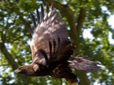 aquila bird Eagle photo Golden Golden_Eagle_7a_(6022361945)