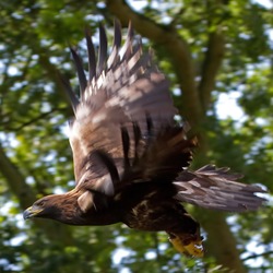 aquila bird Eagle photo Golden Golden_Eagle_7a_(6022361945)