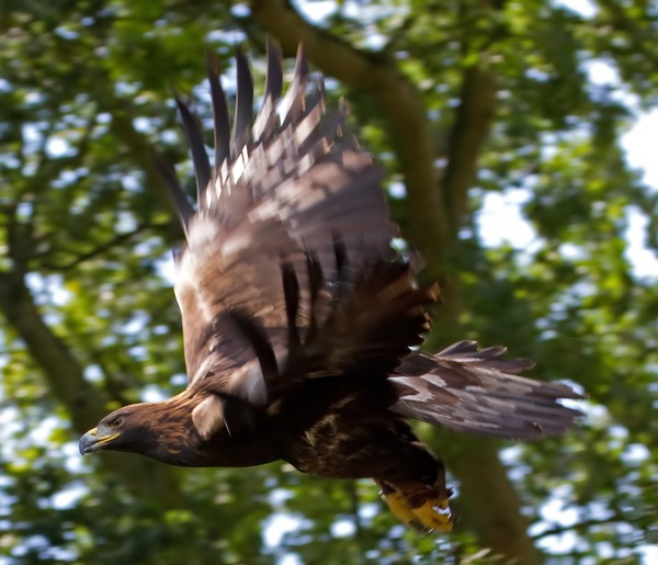 aquila bird Eagle photo Golden Golden_Eagle_7a_(6022361945)