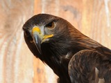 aquila bird Eagle photo Golden Steinadler,_Aquila_chrysaetos_07