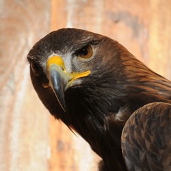 aquila bird Eagle photo Golden Steinadler,_Aquila_chrysaetos_07