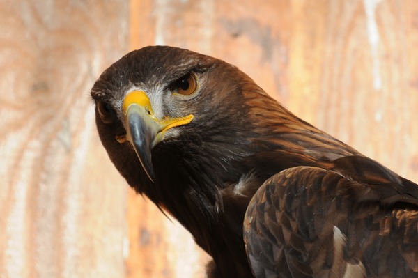 aquila bird Eagle photo Golden Steinadler,_Aquila_chrysaetos_07
