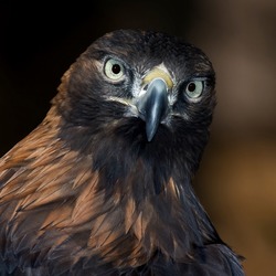 aquila bird Golden Eagle photo Golden-eagle-4