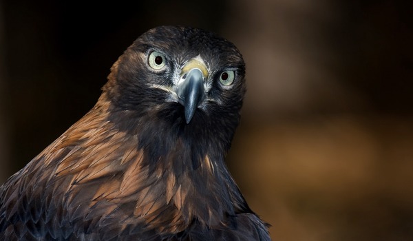 aquila bird Golden Eagle photo Golden-eagle-4