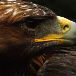 aquila photo Eagle Golden bird Golden_eagle_at_the_bird_of_prey_centre_in_Hagley_-_geograph.org.uk_-_254659