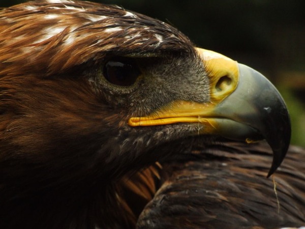 aquila photo Eagle Golden bird Golden_eagle_at_the_bird_of_prey_centre_in_Hagley_-_geograph.org.uk_-_254659