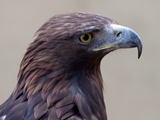 aquila photo Golden Eagle bird Golden_Eagle_3c_(6447274107)