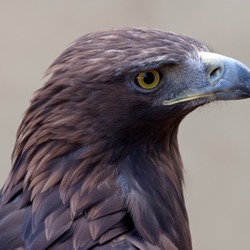 aquila photo Golden Eagle bird Golden_Eagle_3c_(6447274107)