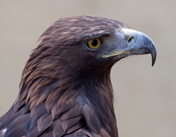 aquila photo Golden Eagle bird Golden_Eagle_3c_(6447274107)