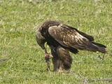 bird Eagle aquila Golden photo Golden_Eagle_(Aquila_chrysaetos)