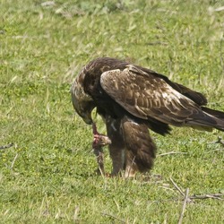 bird Eagle aquila Golden photo Golden_Eagle_(Aquila_chrysaetos)