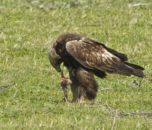 bird Eagle aquila Golden photo Golden_Eagle_(Aquila_chrysaetos)