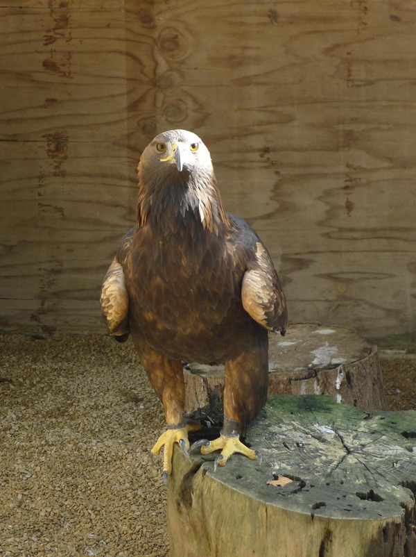 bird Golden aquila Eagle photo Aquila_chrysaetos_-Cotswold_Falconry_Centre,_near_Moreton-in-Marsh,_England-8a_(1)