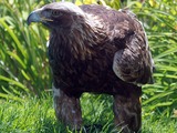 bird Golden photo Eagle aquila Golden_eagle_IMG_3700