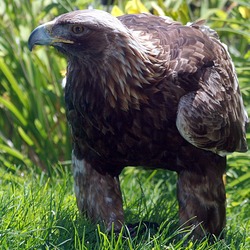 bird Golden photo Eagle aquila Golden_eagle_IMG_3700